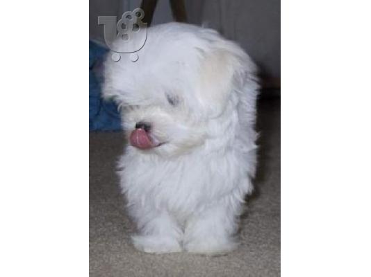 PoulaTo: Quality Maltese puppieslooking for new home